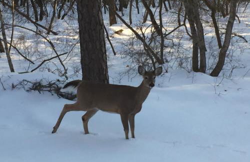 Ash Cottage in Poconos near Camelback & Kalahari - Foto 20