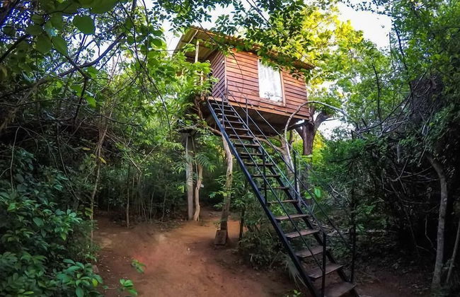 Thick forest sigiriya - Photo 33