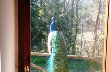 Mulino a vento - Foto 41