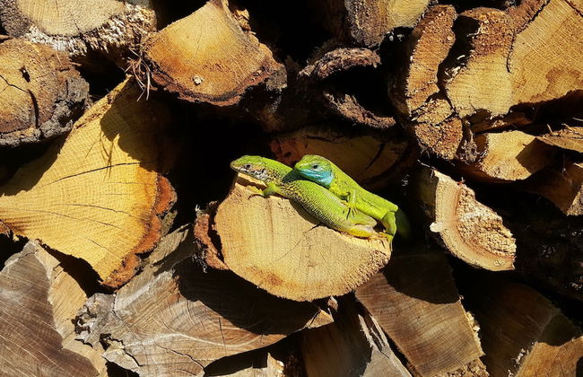 Holiday House Podhamer Marijan - Foto 43