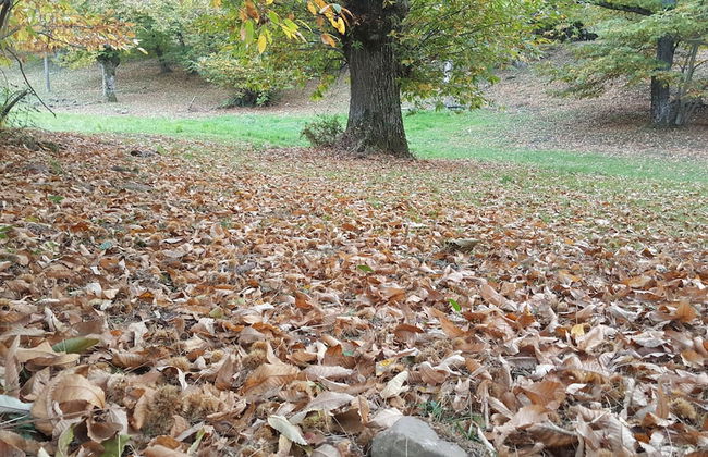 Agriturismo Bio I Rondinelli - Foto 40