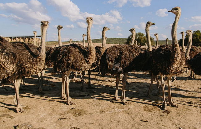 AfriCamps Klein Karoo - Foto 16