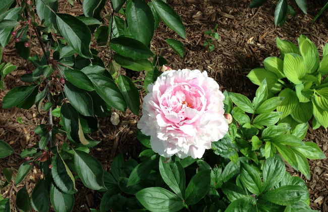 Pleasant Grove Farm LLC - Foto 72