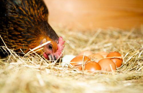 Ferienwohnung im Erzgebirge - Foto 26