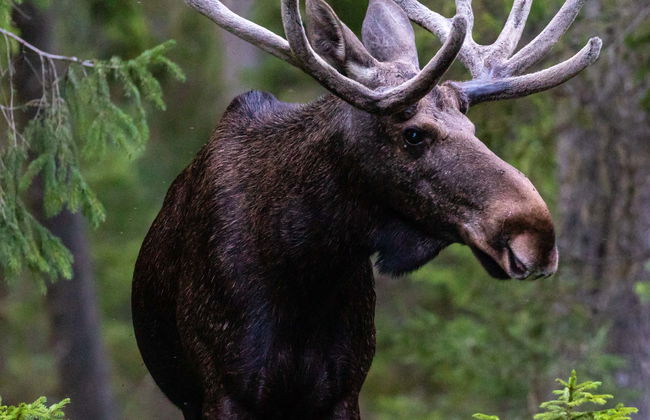 Electric Bike Tour + Moose Watching - Foto 1