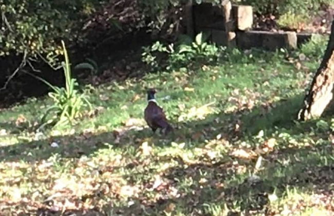 Charming 1-bedroom Apartment Near South Downs - Foto 18