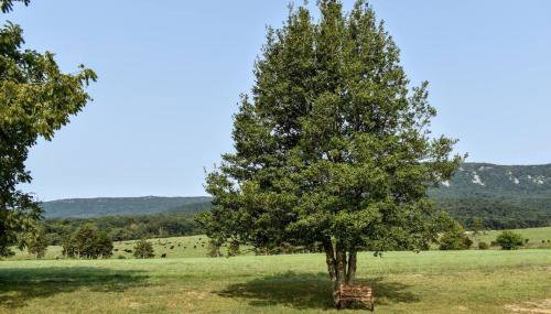 Holly Tree Retreat Located In Beautiful Luray, VA. - Foto 3