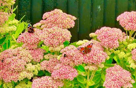 The Orchard Apartment, Clyde Valley - Foto 72