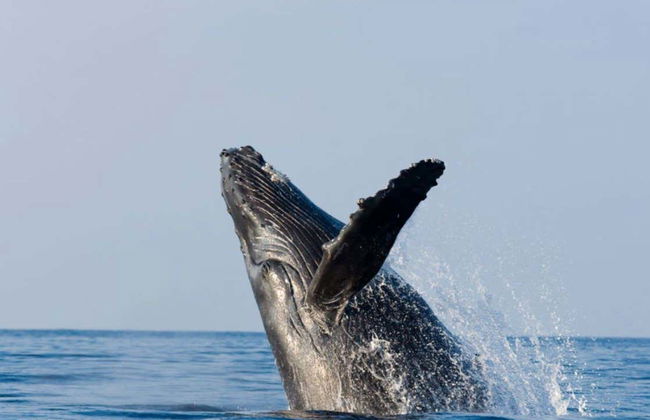 Avistamento de baleias em Samaná + Cachoeira El Limón - Foto 2