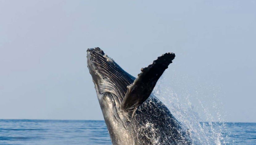 Whale Watching in Samaná + El Limón Waterfall - Foto 2