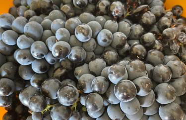 My Grandmas A casa das avós - Foto 15