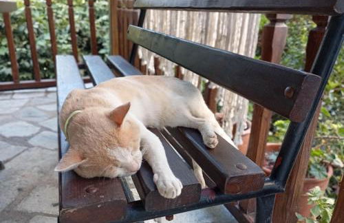 Guesthouse To kalivi - Foto 50