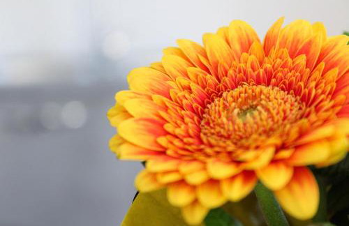 Fly in Apartment - Photo 9