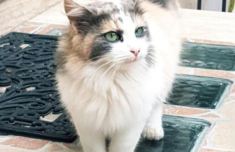 Appartamento per Turisti Mesovia - Photo 11