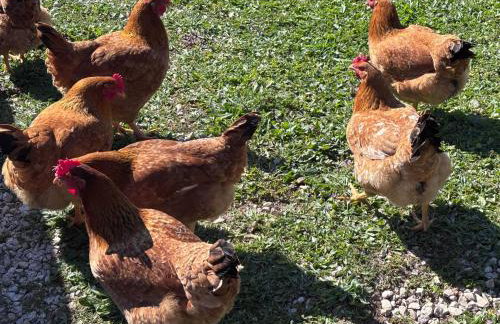 Country house Samantha & pool near Santa Maria - Foto 46