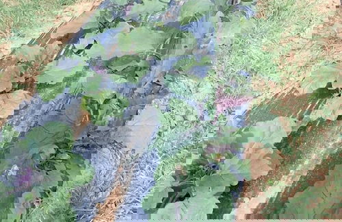 La Piana degli Ulivi - Foto 48