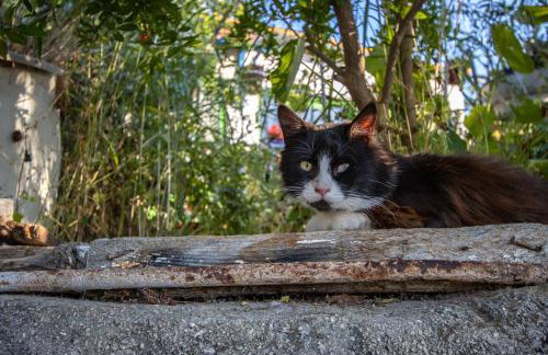 Secret Garden, a little paradise of tranquility. - Photo 29