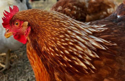 Viva! Farmhouse - Foto 37