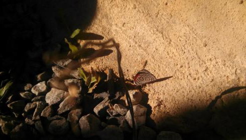 Ouro Grosso Chales - Foto 5