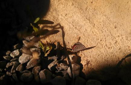 Ouro Grosso Chales - Foto 5