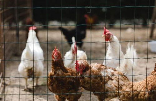 LA CORTESE by La Rondinella Apartments - Foto 10