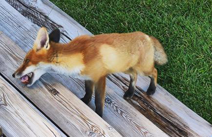 Dom nad jeziorem Zbiczno Siedlisko - Foto 20