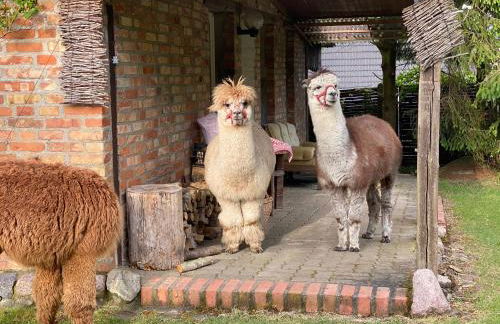Alpakatherapie und Ferienhof Charlottenthal - Foto 6