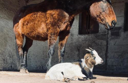 L'Etoile du Vignoble Meublé de Tourisme 4 étoiles au cœur d'un ranch alsacien sur la route des Vins - Climatisé - Foto 37