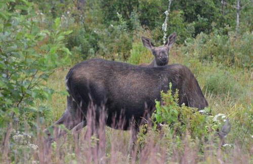 Couples Getaway Log Cabin in the White Mountains - Foto 28