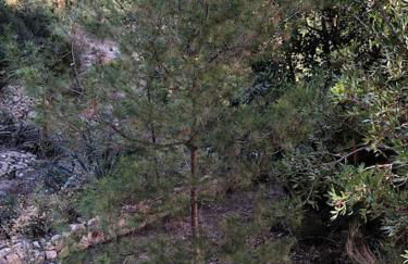 Casa con piscina - Photo 12