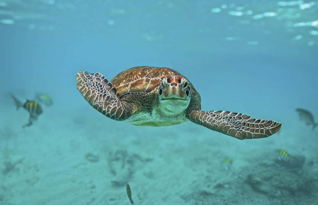 Tulum & Akumal Day Trip + Snorkelling in a Maya Cenote - Foto 5