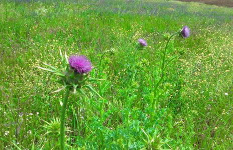 Casa BENVINDHA - Foto 37