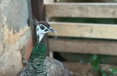 La Petraia - Foto 14