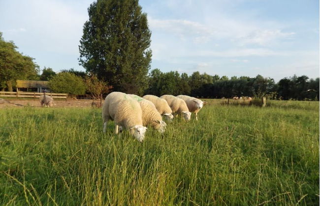 Elegant Holiday Home With Horssen With Terrace - Photo 21