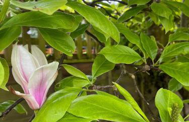 3-bed cottage in Sway, New Forest (5 min walk from Sway Train Station) - Foto 53