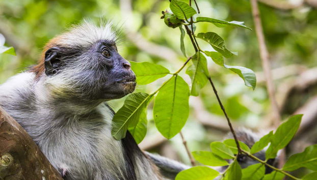 Escursione alla foresta di Jozani - Foto 3
