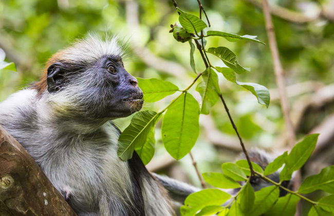 Excursión al Parque Nacional de Jozani - Foto 3