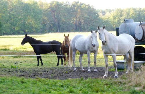 Wooden Holiday Home by Lake Scharmützelsee - Foto 39