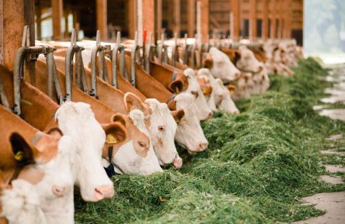 Bernwieserhof - Foto 40