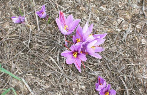 Agriturismo L'Imposto - Foto 27