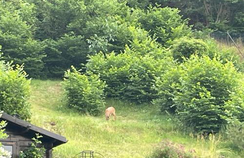 Ferienwohnung Kellerwald - Foto 35