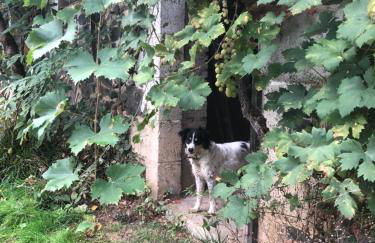 Gites La Chabanaise - Foto 23