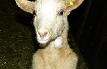 Druckerhof - Foto 20