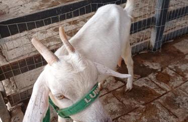 Flat no condomíno Monte Castelo em Gravatá-PE - Foto 27