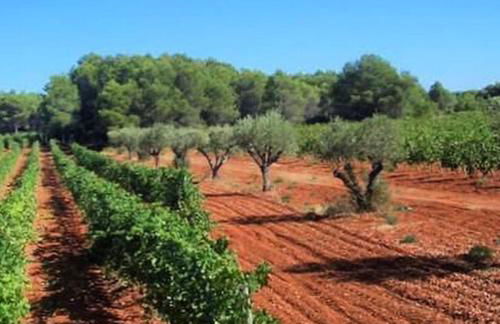 Château Saint Martin de La Garrigue - Foto 29