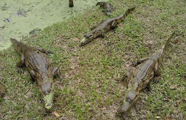 Monkey Island Day Trip - Photo 3