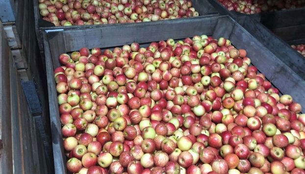 São Joaquim Apple Tour - Photo 4