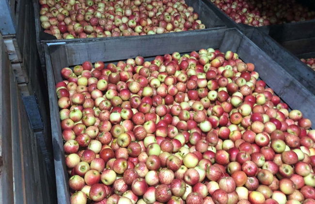 São Joaquim Apple Tour - Photo 4