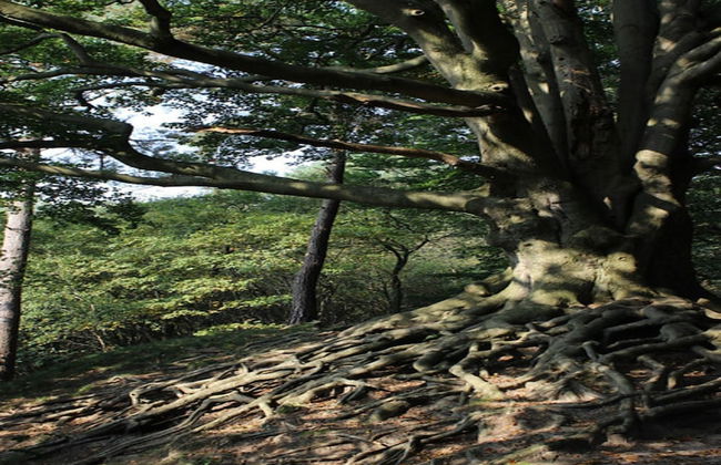 Lovely Holiday Home in Voorhuizen With Garden - Foto 35