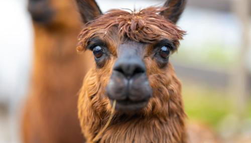 Alpaka - & Ferienhof Neukämper - Photo 2